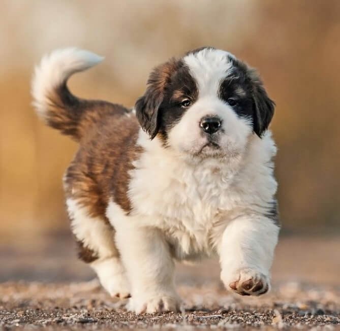 Saint Bernard