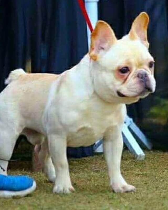 Franch Bulldog