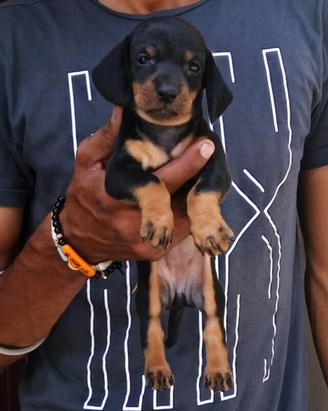 Dachshund