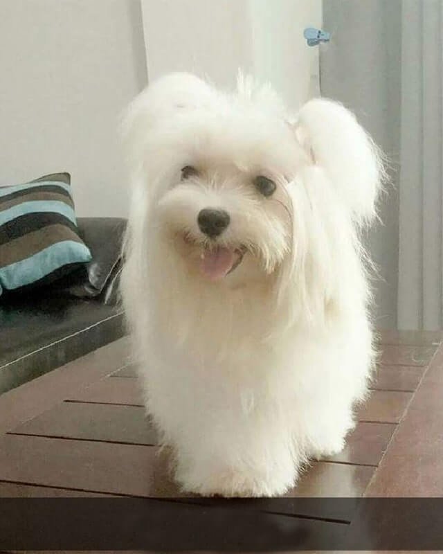 Maltese