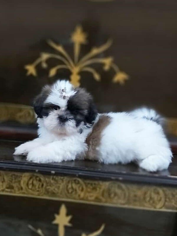 Shih Tzu