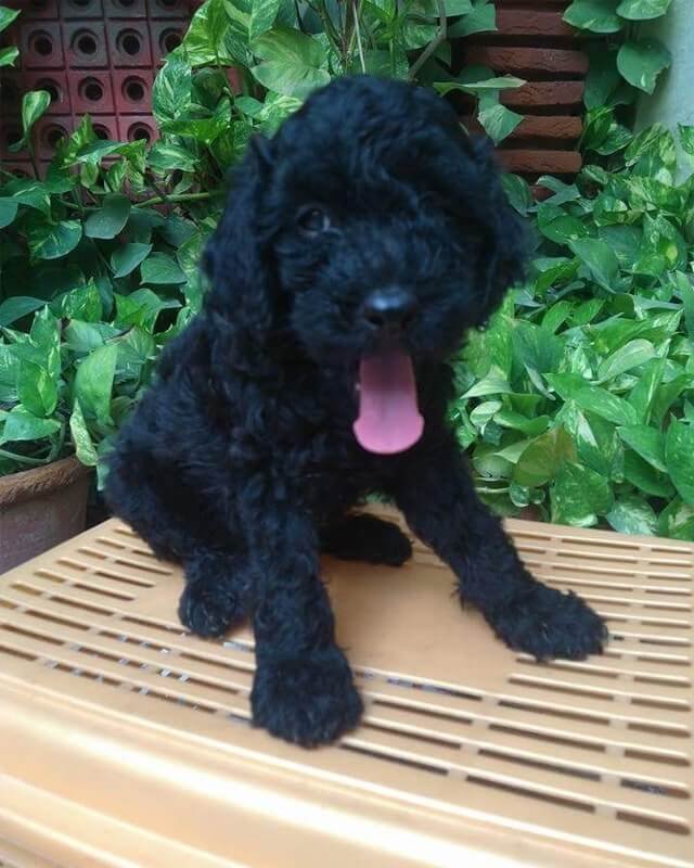 Toy Poodle