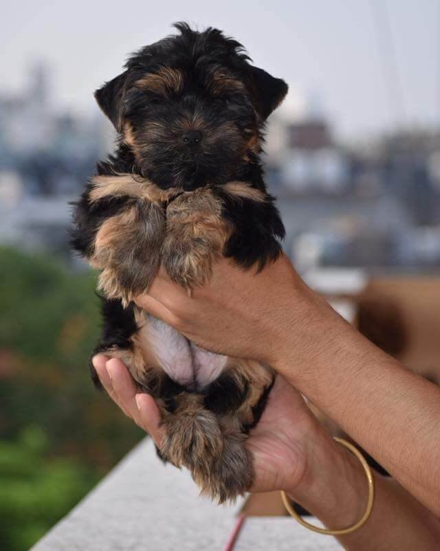 Yorkshire Terrier