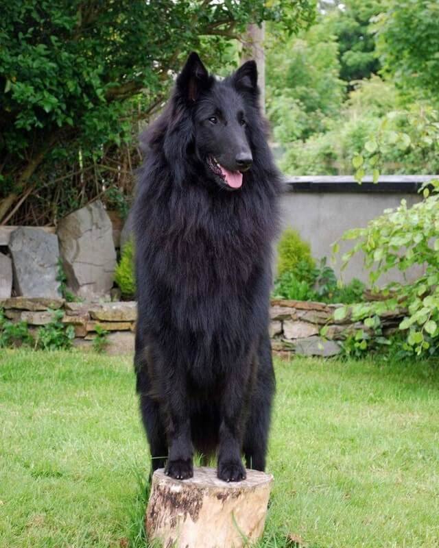 Belgian Shepherd