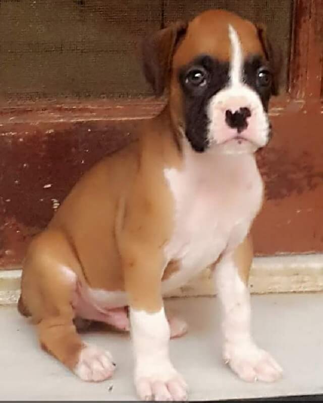 Boxer