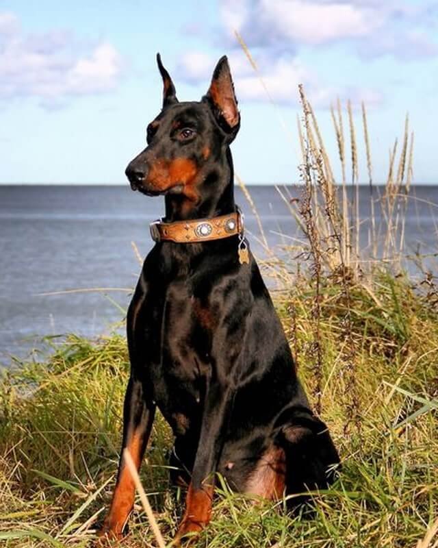 Doberman