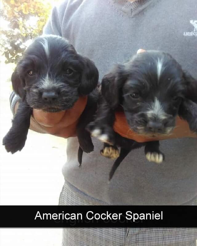 English Cocker Spaniel