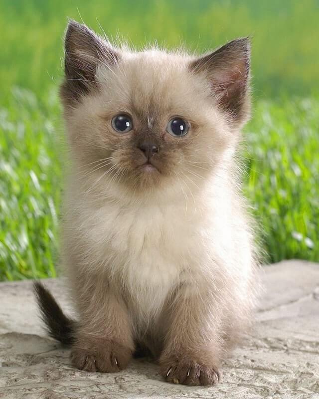 Himalayan Kitten