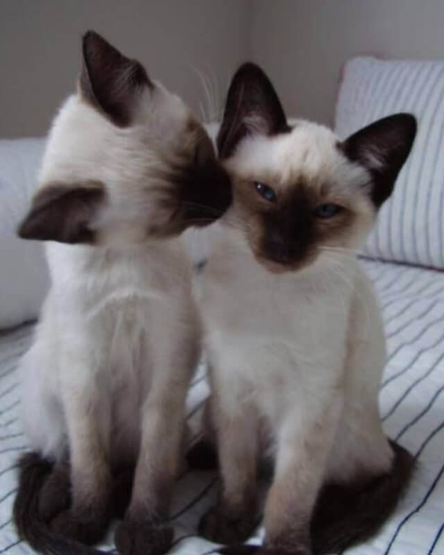 Siamese Kitten