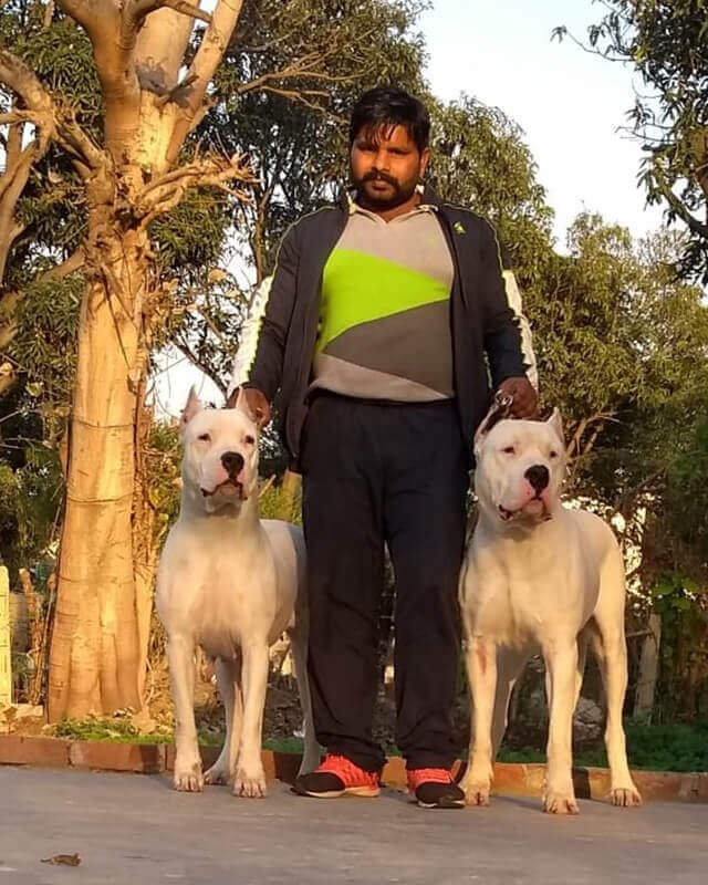 Dogo Argentino