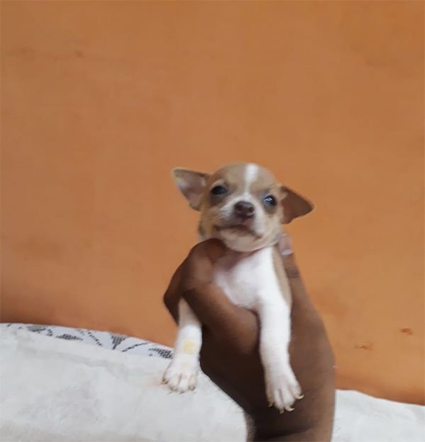 Chihuahua